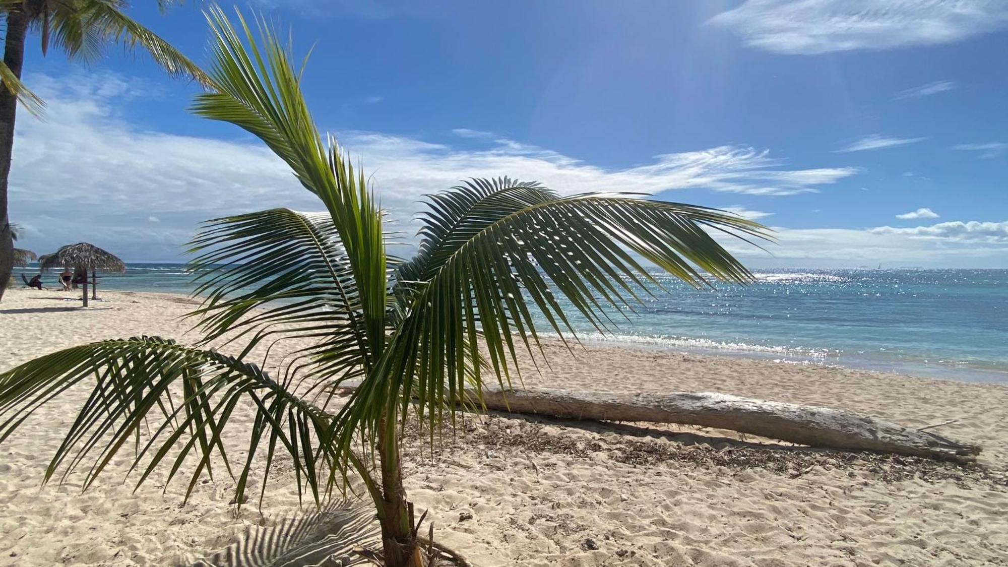 圣弗朗索瓦Le Kalinao, Anse Des Rochers Plage, Piscine Et Cocotiers公寓 外观 照片