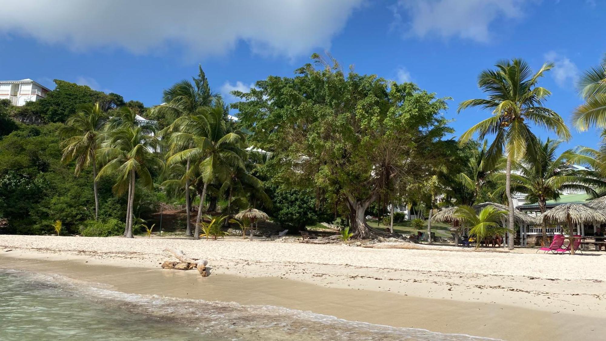 圣弗朗索瓦Le Kalinao, Anse Des Rochers Plage, Piscine Et Cocotiers公寓 外观 照片