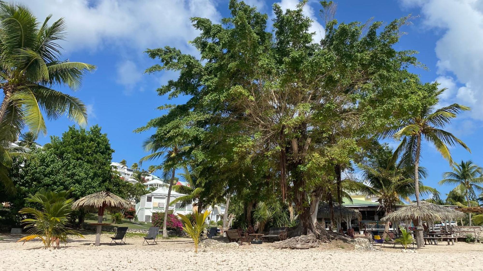 圣弗朗索瓦Le Kalinao, Anse Des Rochers Plage, Piscine Et Cocotiers公寓 外观 照片